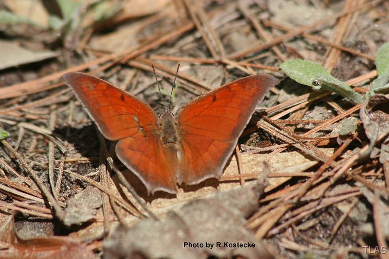 Goatweed Leafwing 14